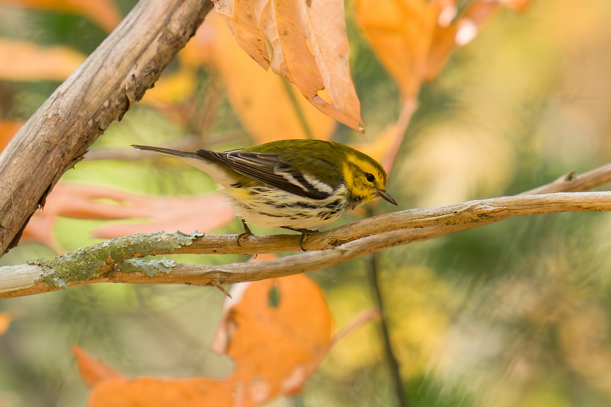Black-throated Green Warbler - ML643955593