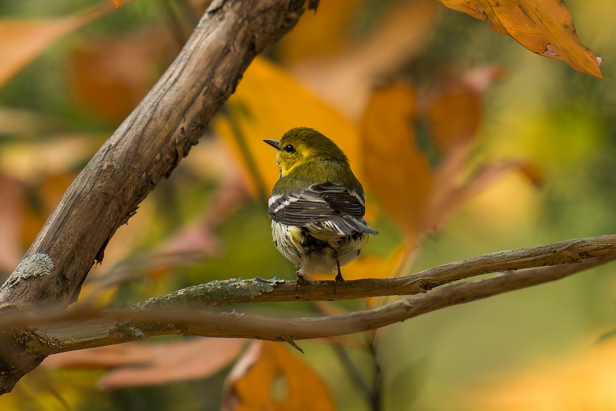 Black-throated Green Warbler - ML643955594