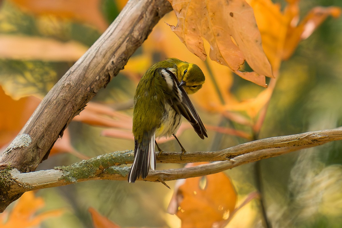 Black-throated Green Warbler - ML643955595