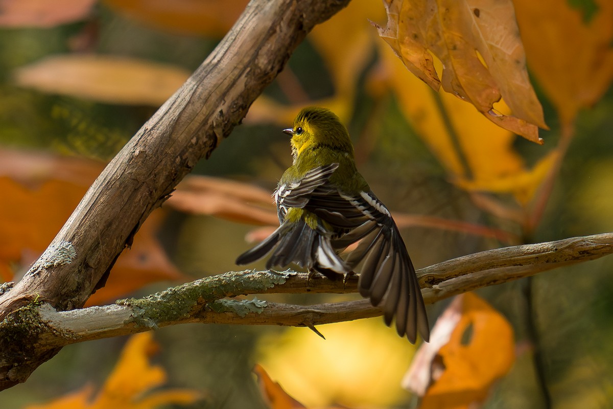 Black-throated Green Warbler - ML643955596