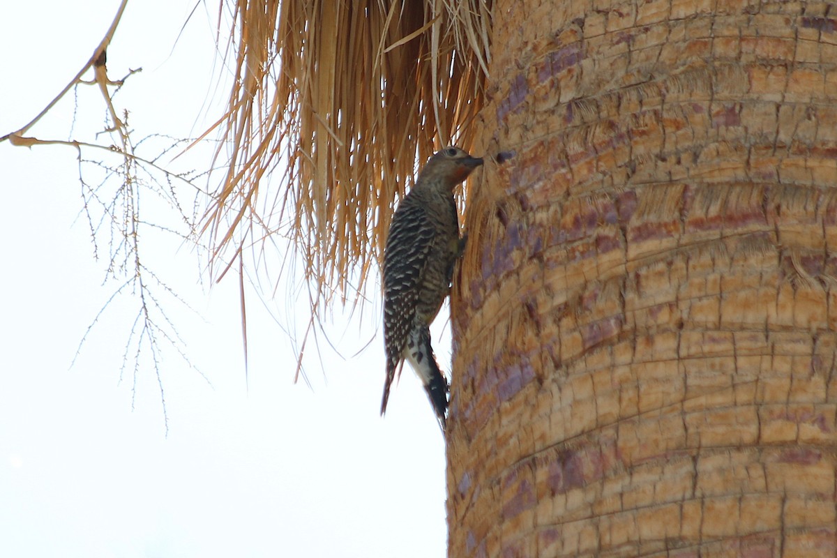 Williamson's Sapsucker - ML643955600