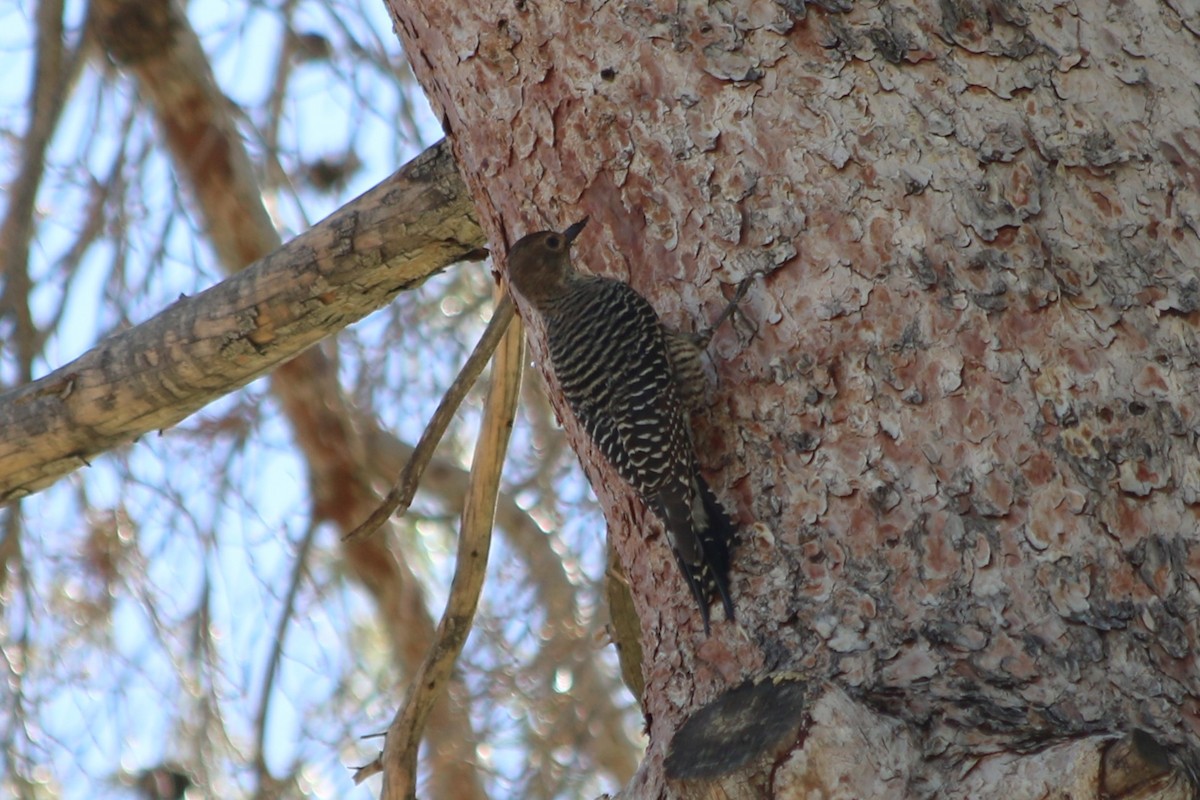 Williamson's Sapsucker - ML643955601