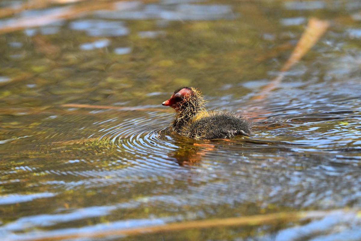 Eurasian Coot - ML643955606