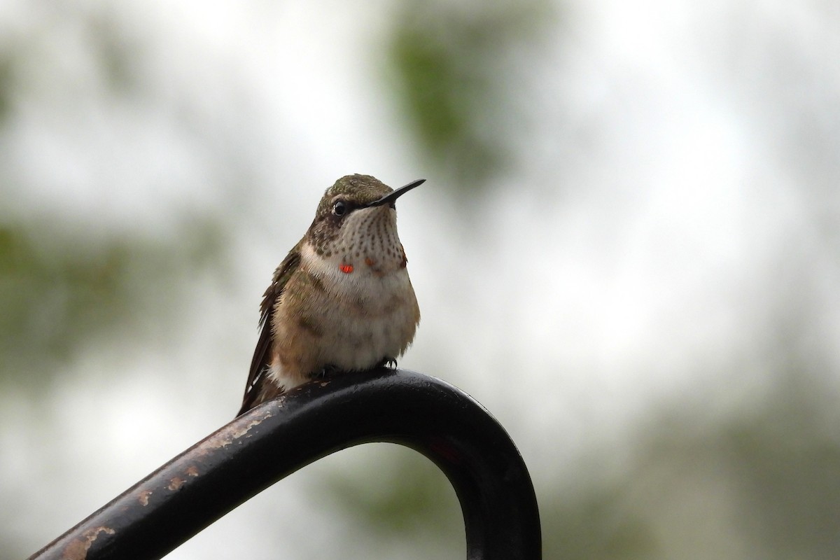 Ruby-throated Hummingbird - ML643955608