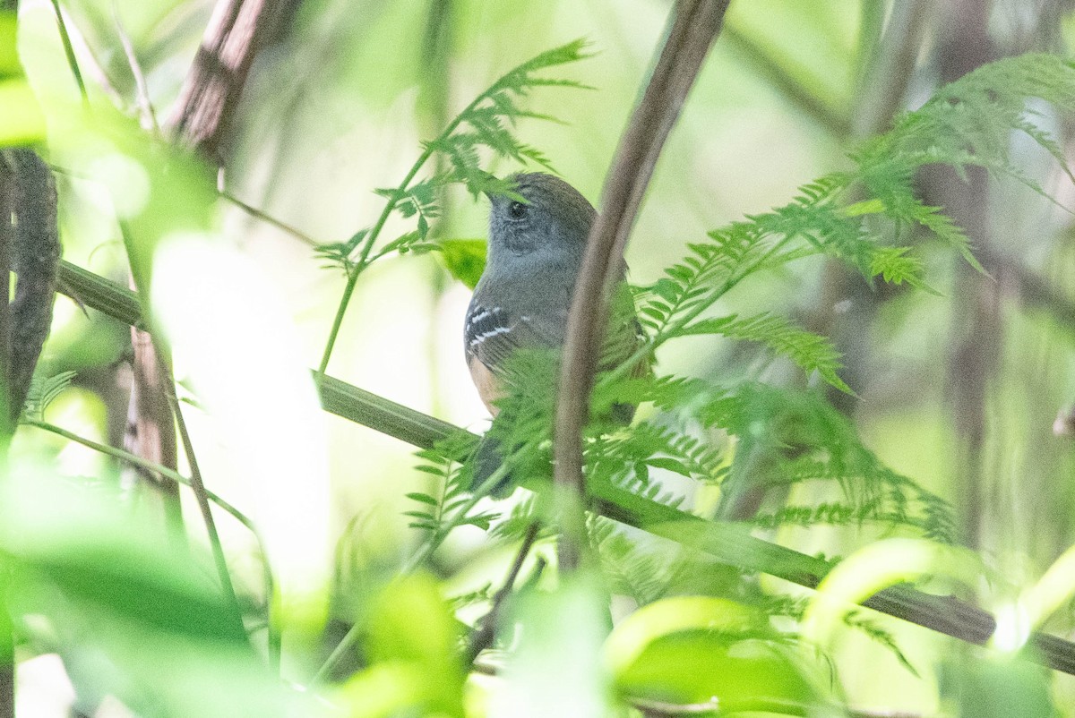 Variable Antshrike - ML643955612