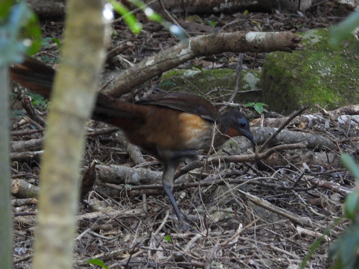 smålyrestjert - ML643955622