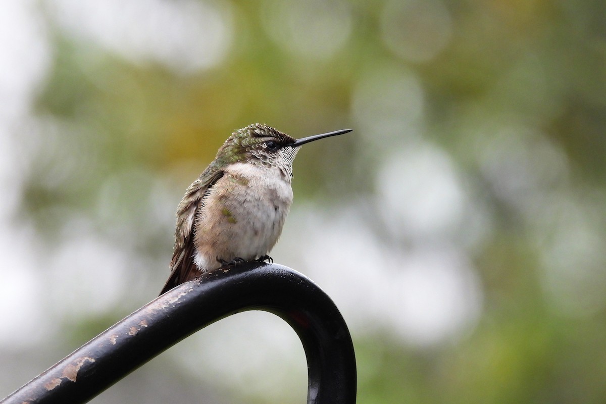 Ruby-throated Hummingbird - ML643955624