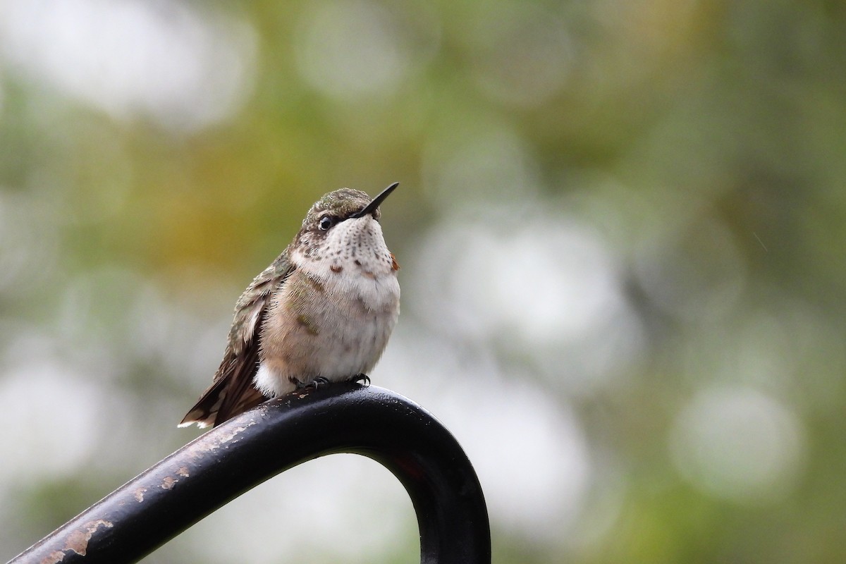 Ruby-throated Hummingbird - ML643955636