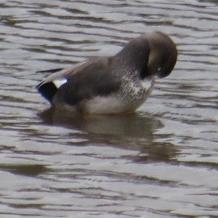Gadwall - ML643955647