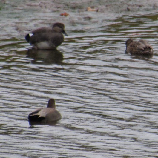 Gadwall - ML643955648