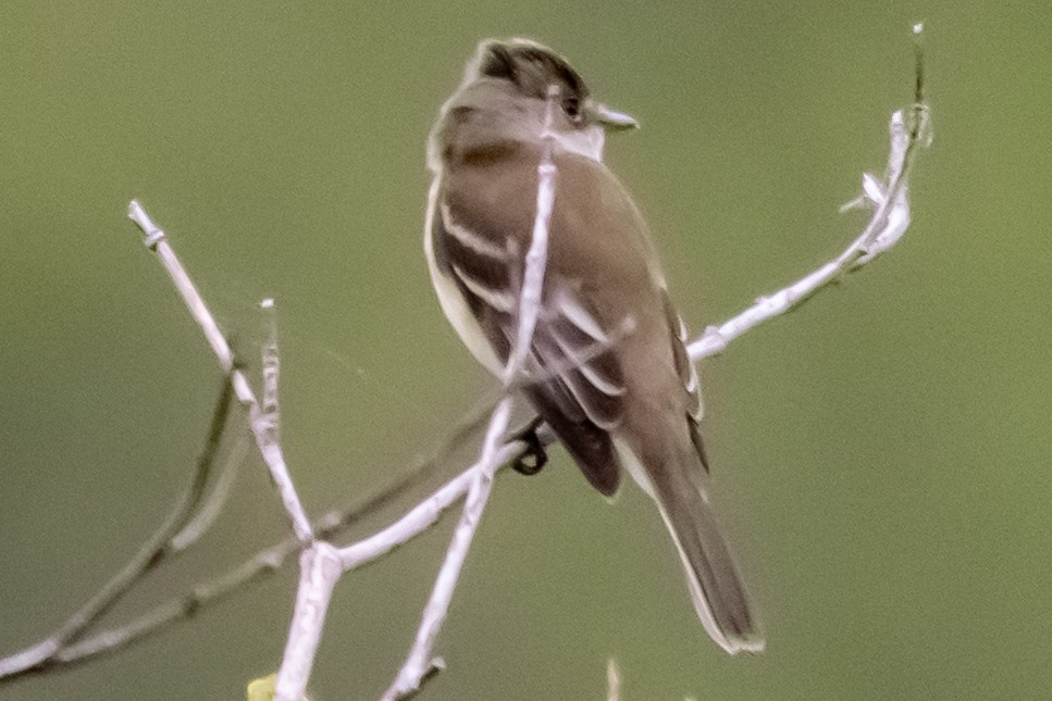 Alder Flycatcher - ML643955649