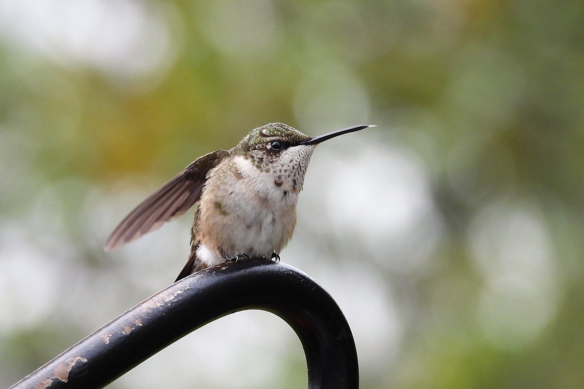Ruby-throated Hummingbird - ML643955661