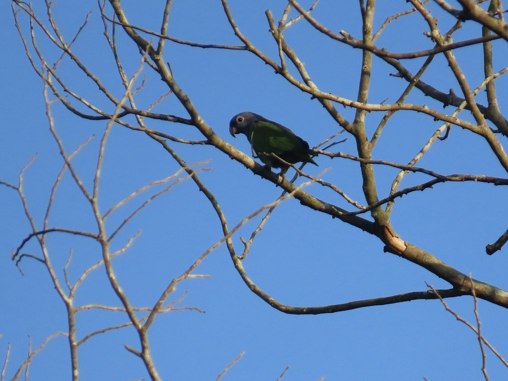 Blue-headed Parrot - ML643955673