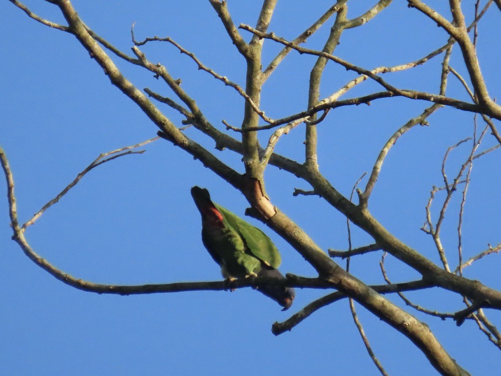 Blue-headed Parrot - ML643955674