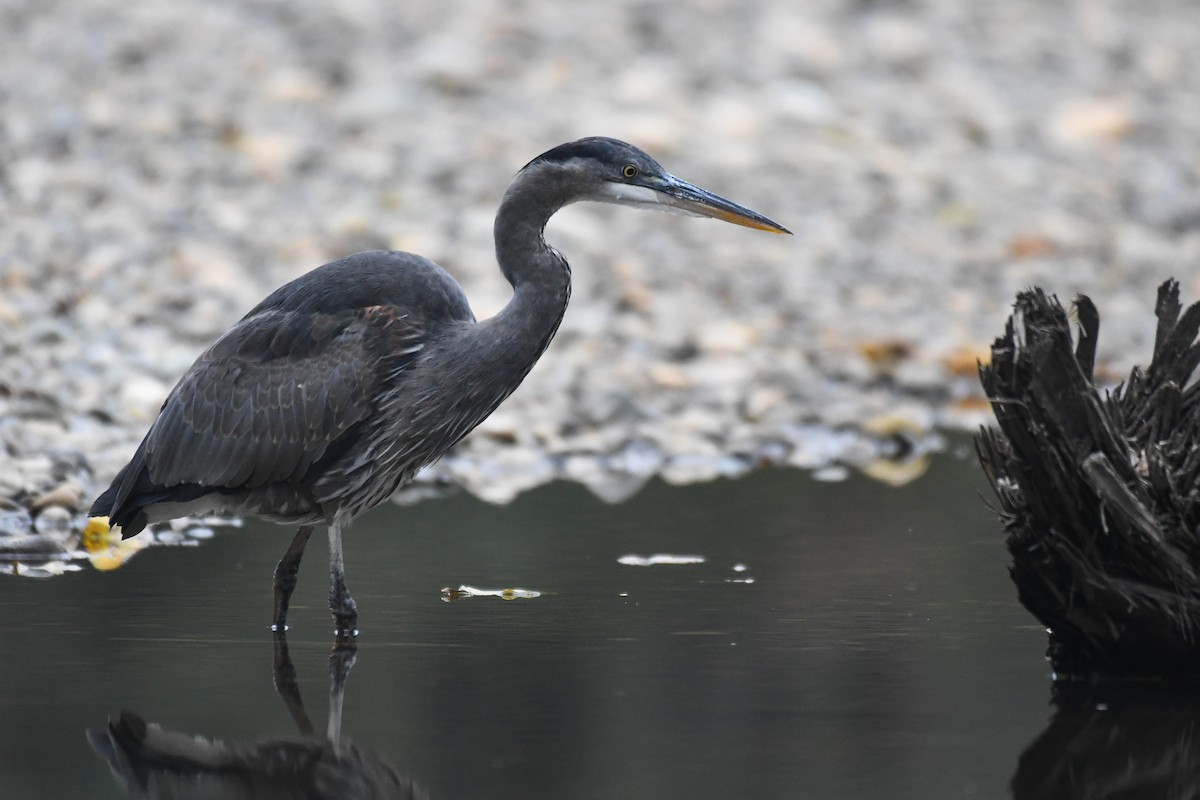 Great Blue Heron (Great Blue) - ML643955678