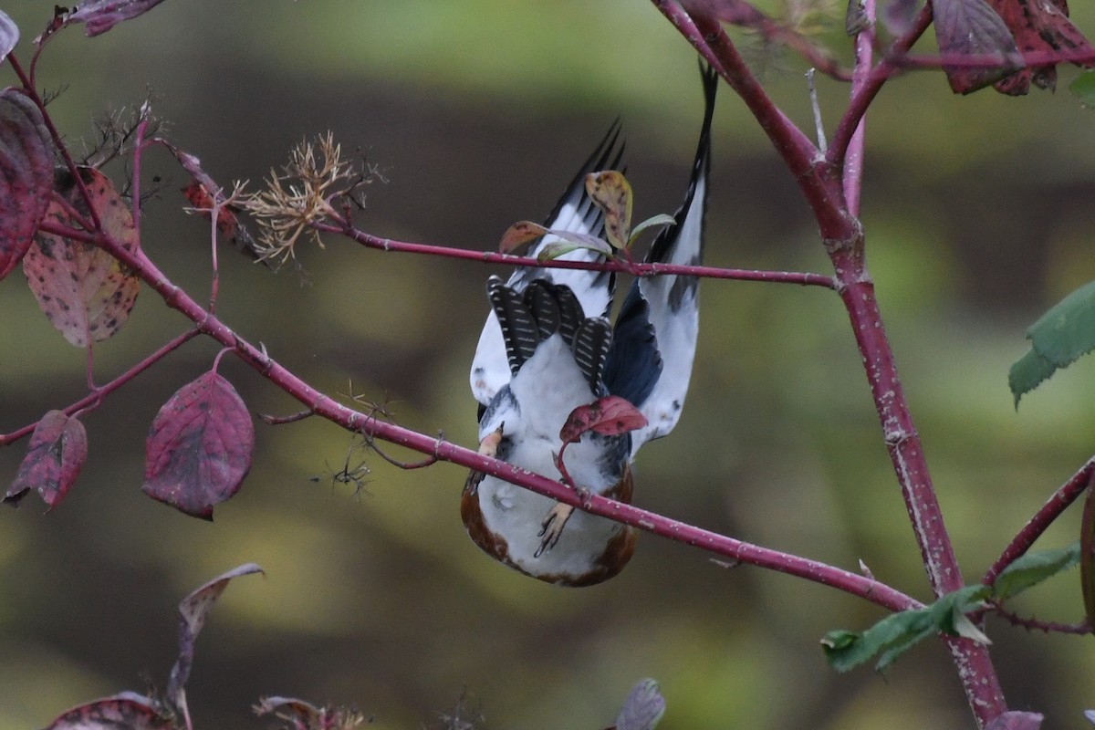 Belted Kingfisher - ML643955688