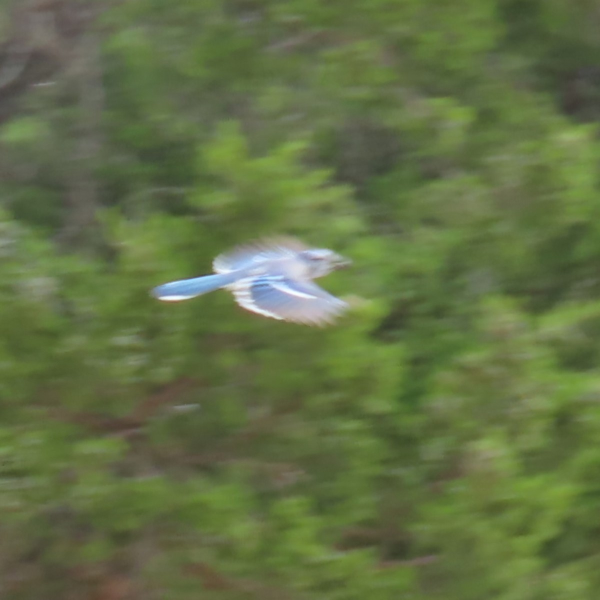 Blue Jay - ML643955703
