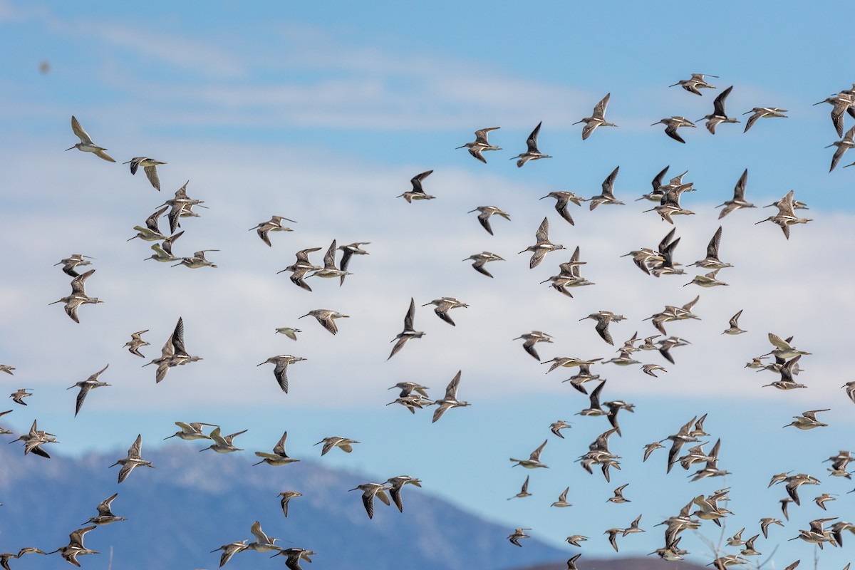 Хараалжин цууцил - ML643955708