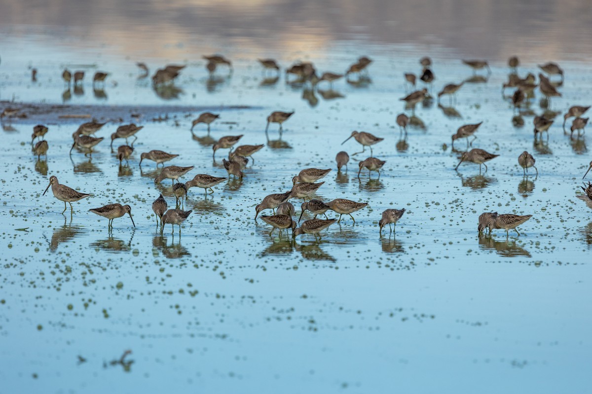 Хараалжин цууцил - ML643955709