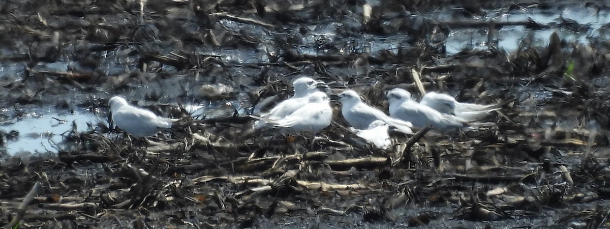 Gull-billed Tern - ML643955714