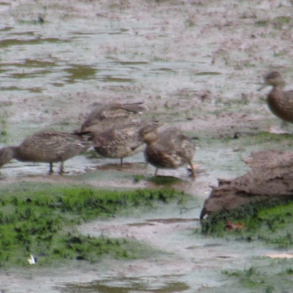 Green-winged Teal - ML643955715