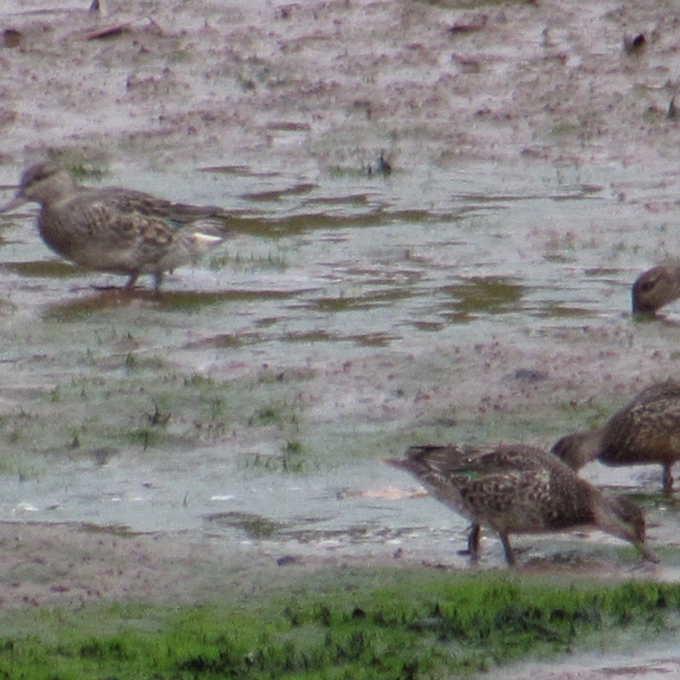 Green-winged Teal - ML643955716