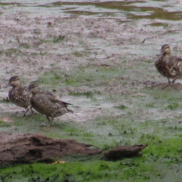 Green-winged Teal - ML643955717