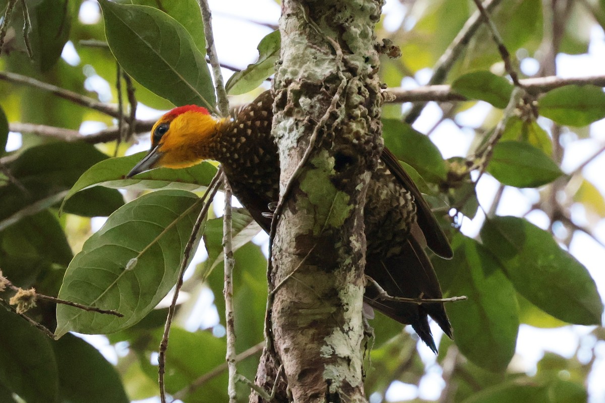 Yellow-throated Woodpecker - ML643955728