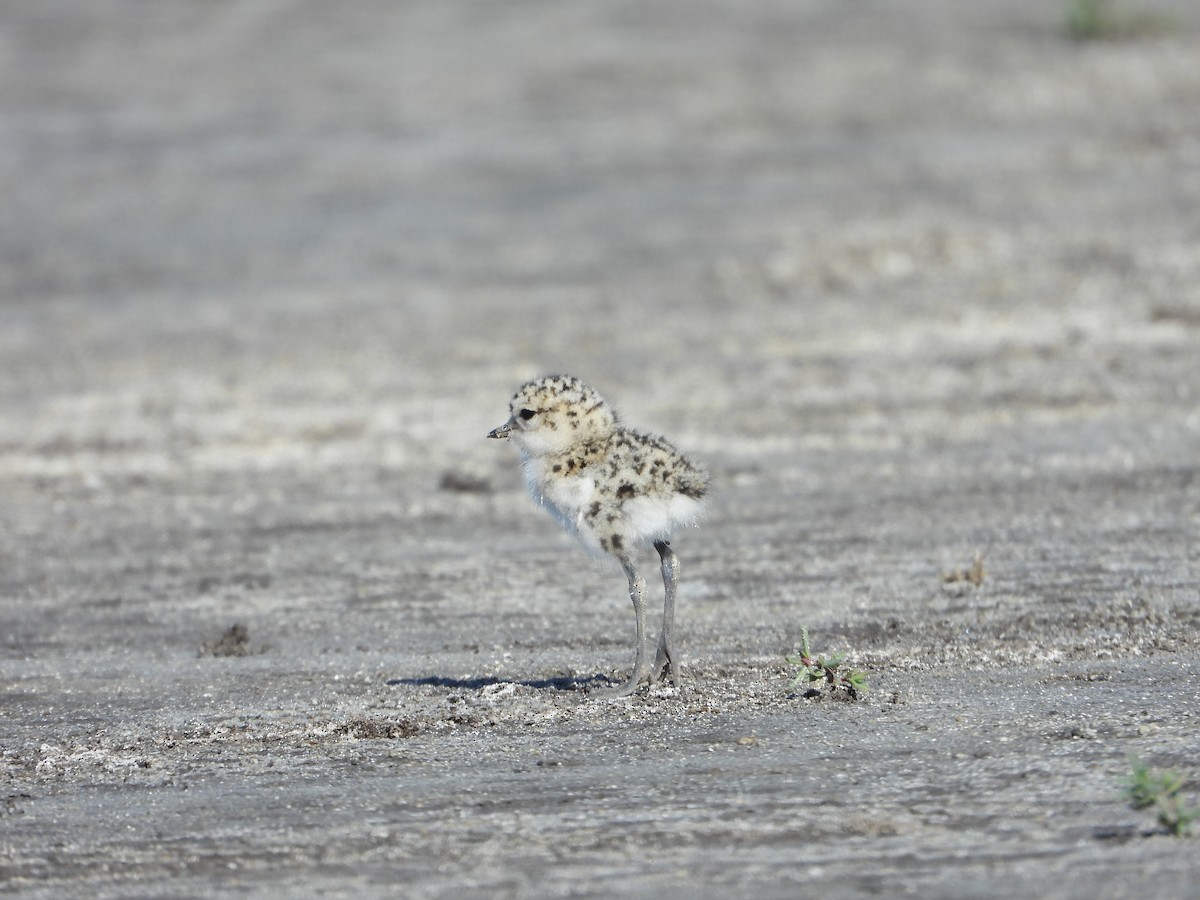 Two-banded Plover - ML643955729