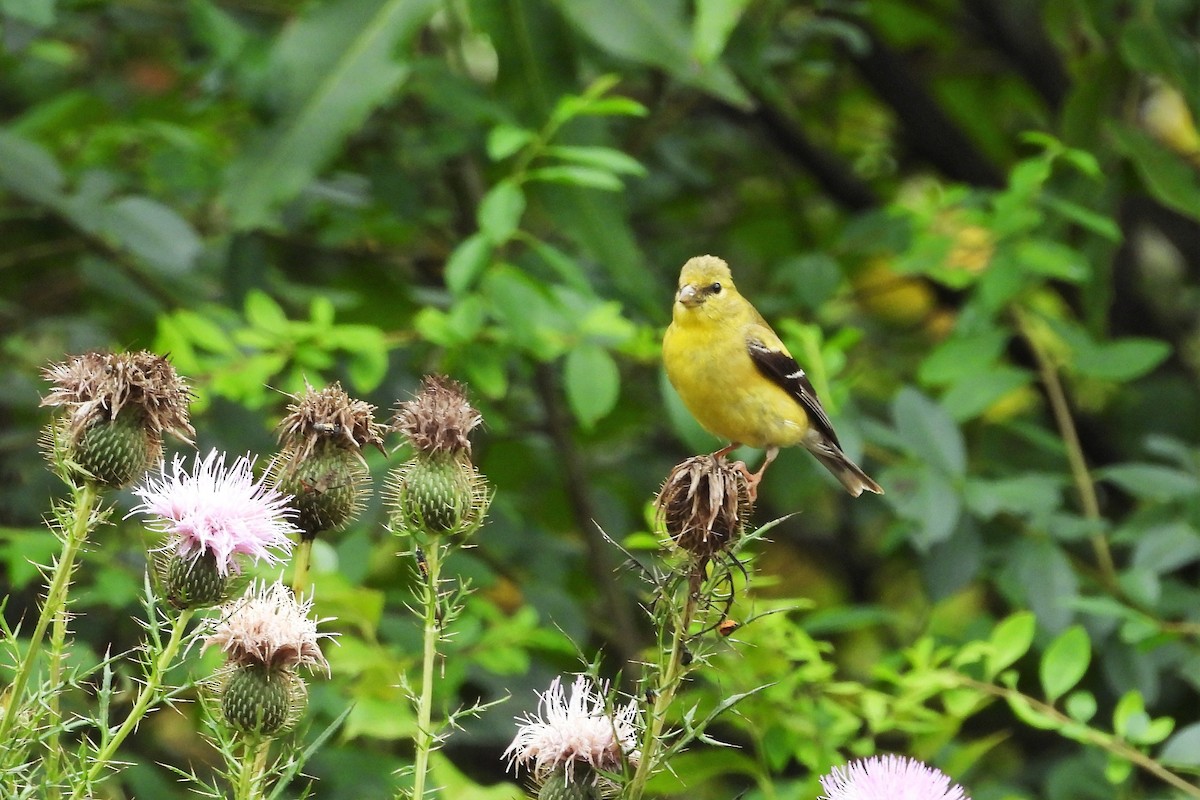 American Goldfinch - ML643955731