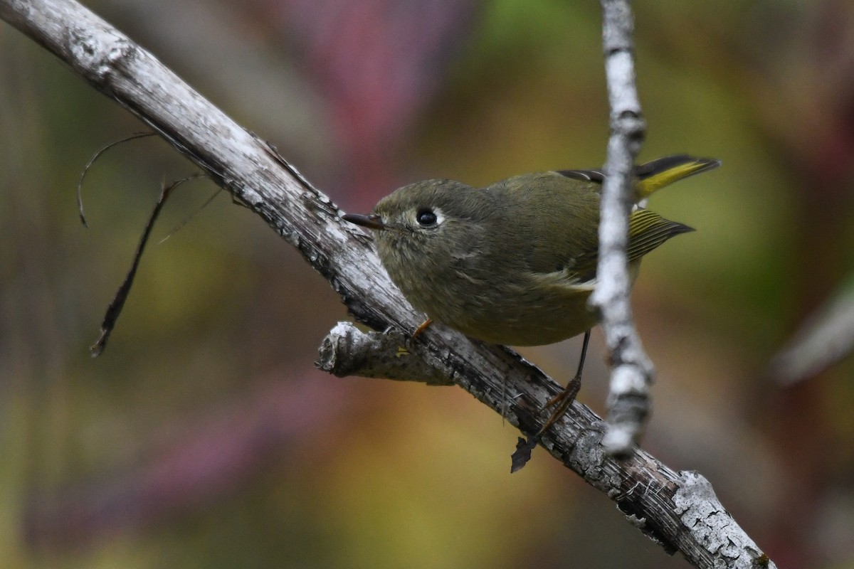 Ruby-crowned Kinglet - ML643955736
