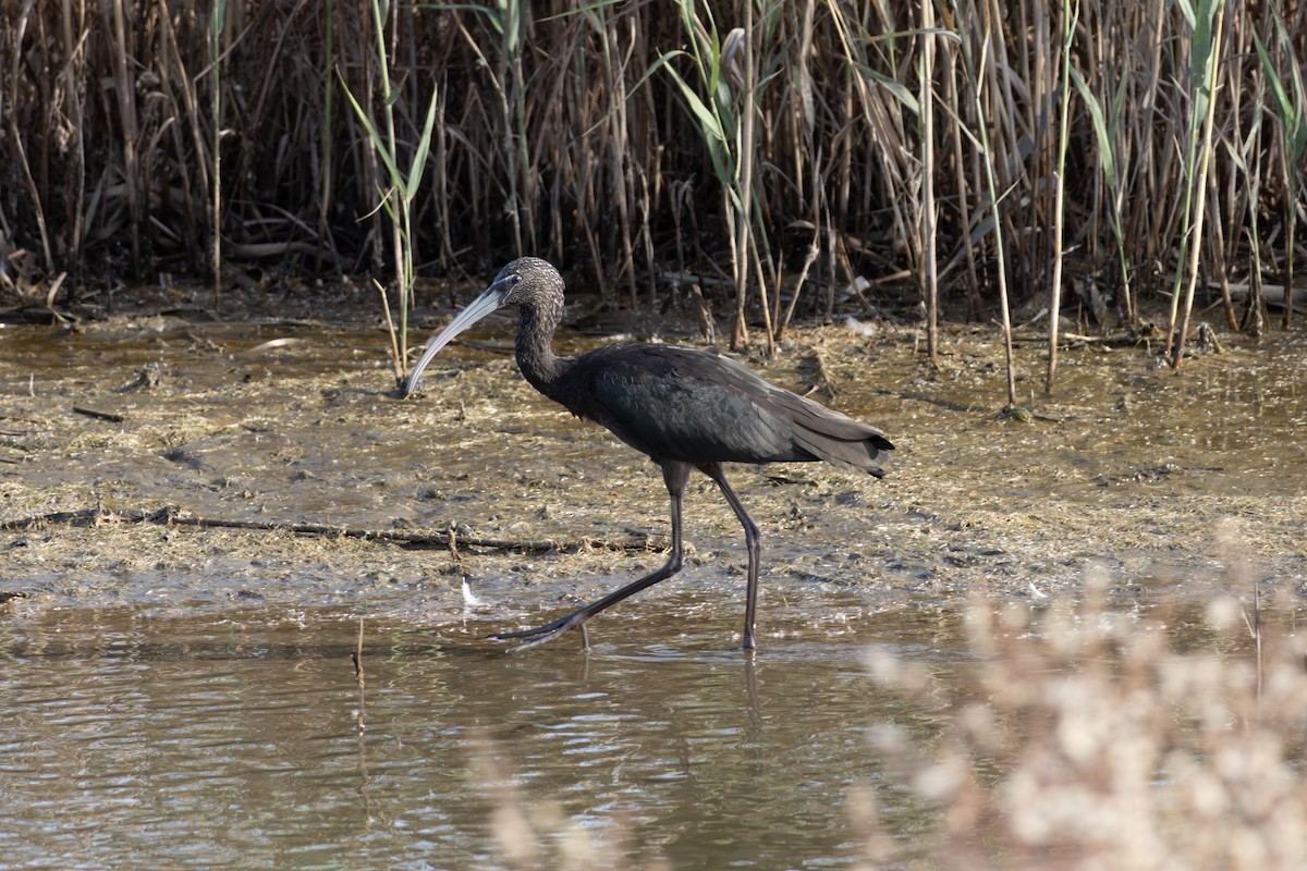 Glossy Ibis - ML643955738