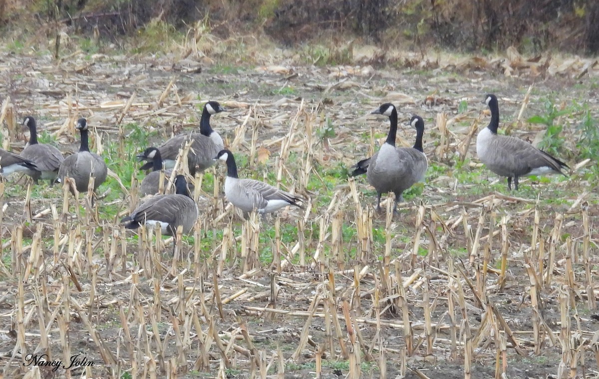 Bernache de Hutchins - ML643955742