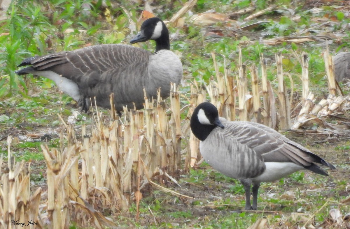Bernache de Hutchins - ML643955743