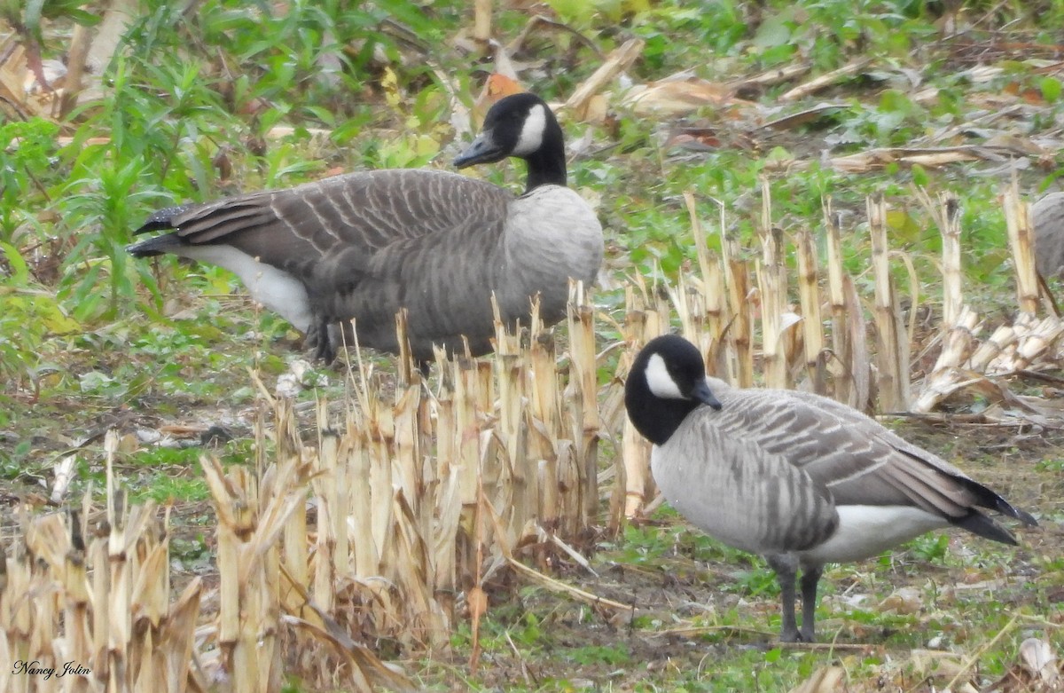 Bernache de Hutchins - ML643955744