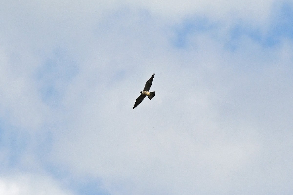 Halcón Peregrino - ML643955767