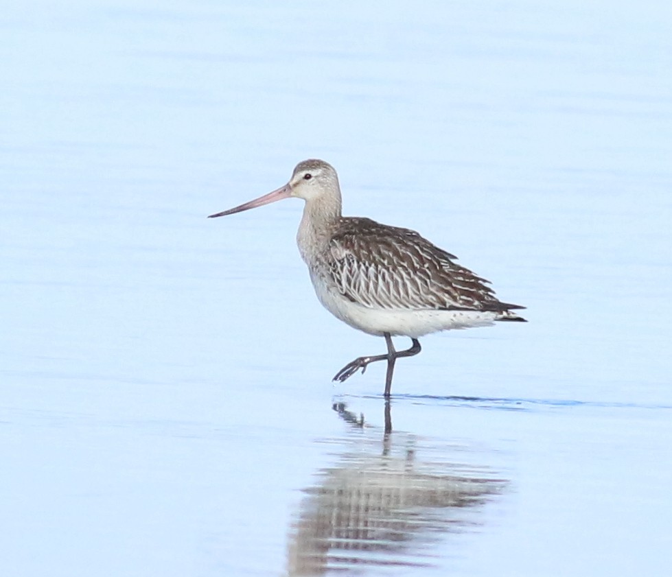 břehouš rudý - ML643955795