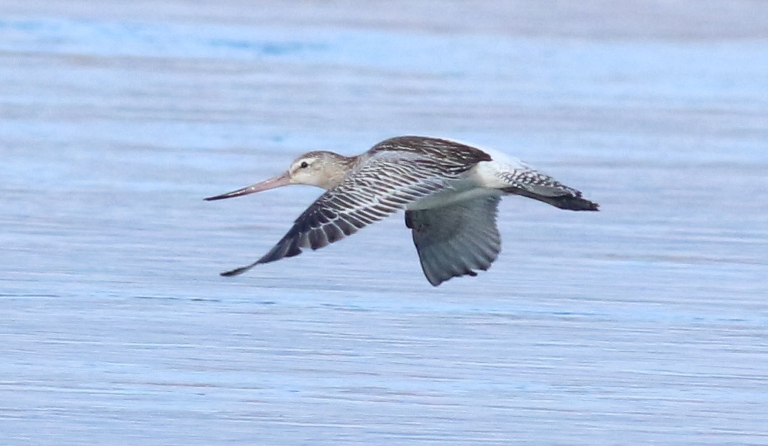 břehouš rudý - ML643955796