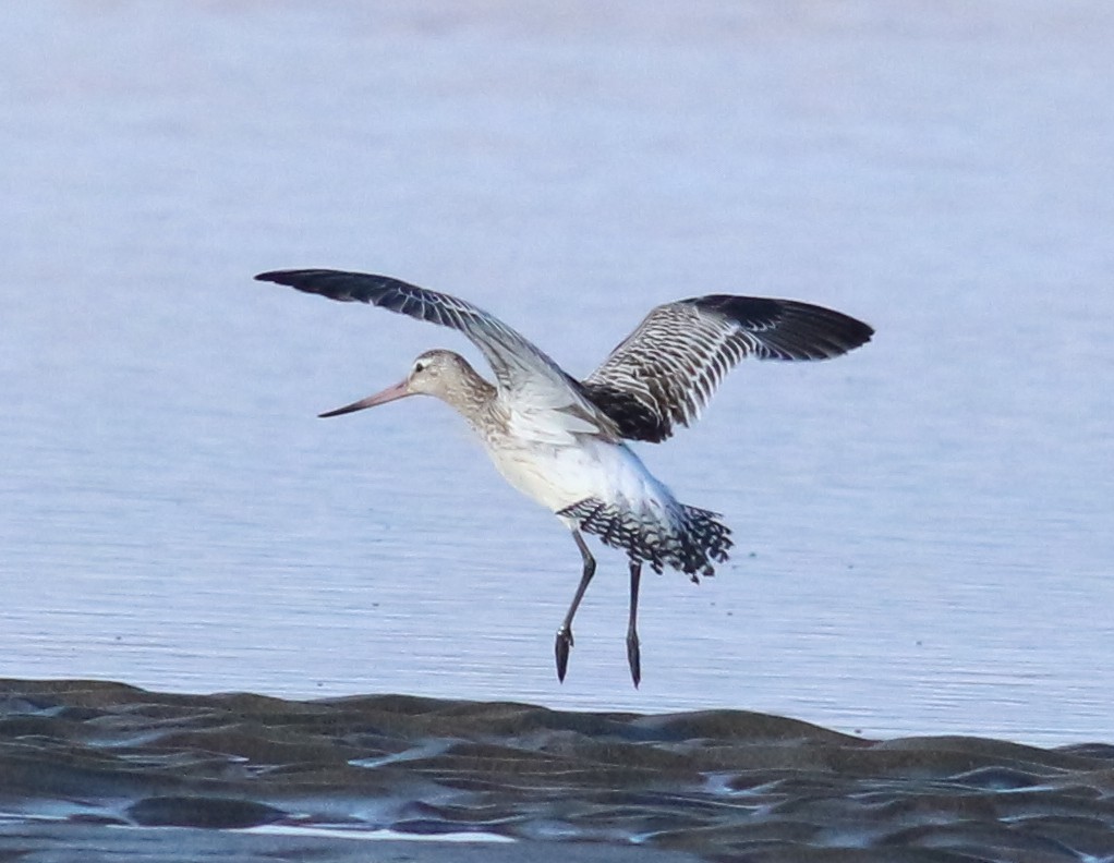 břehouš rudý - ML643955797