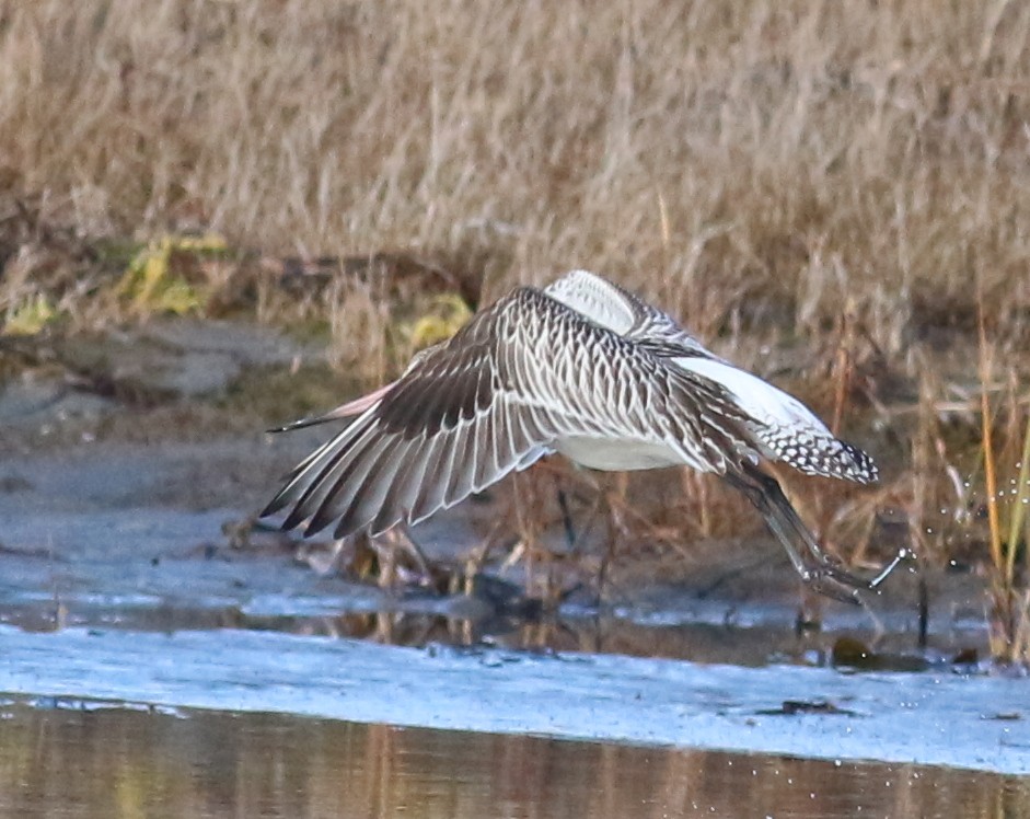 břehouš rudý - ML643955798