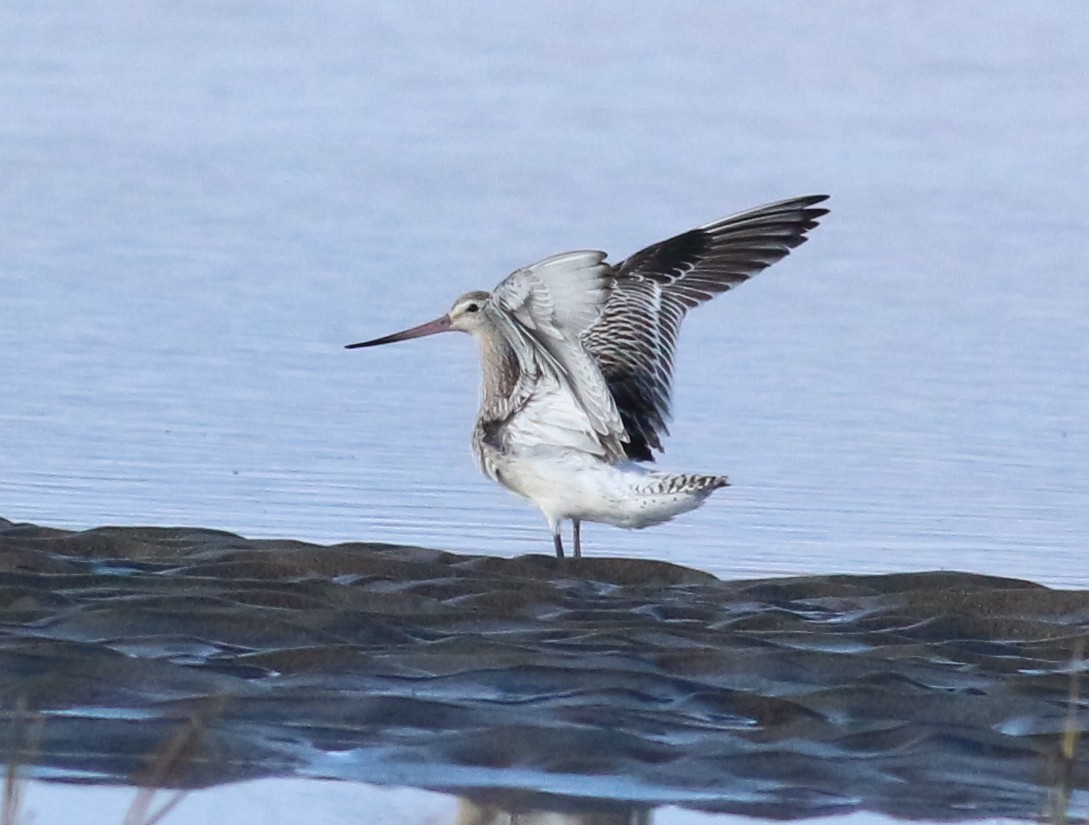 břehouš rudý - ML643955799