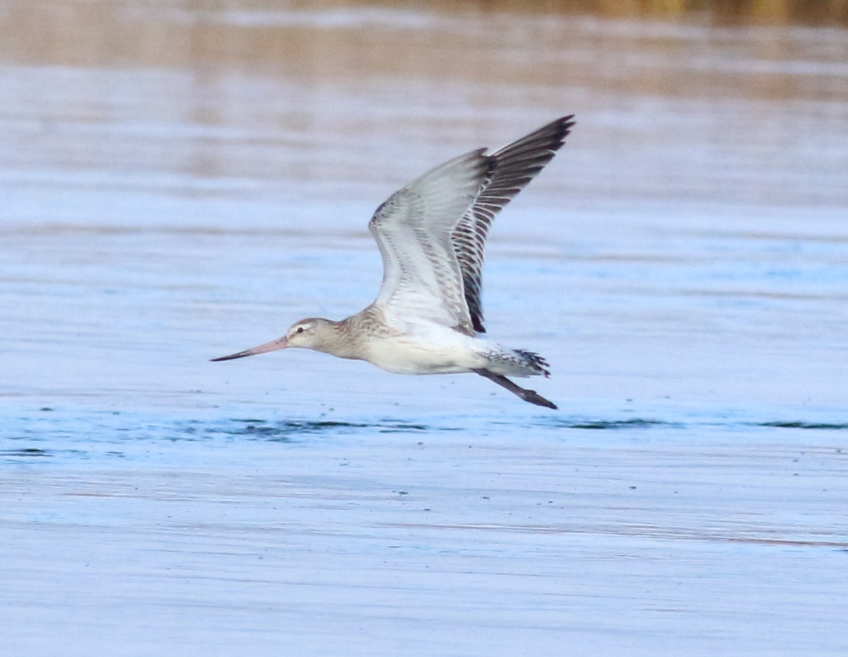břehouš rudý - ML643955800