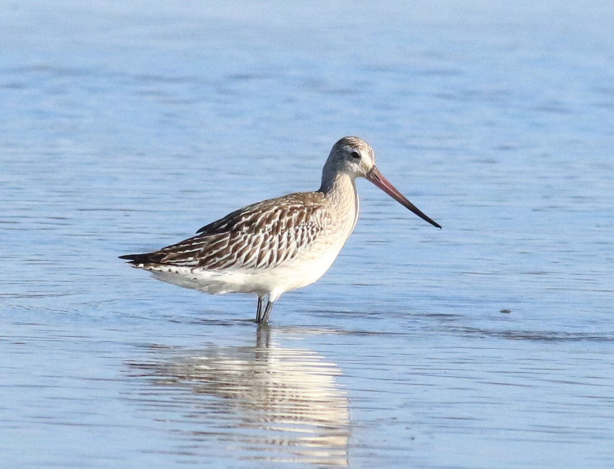 břehouš rudý - ML643955801