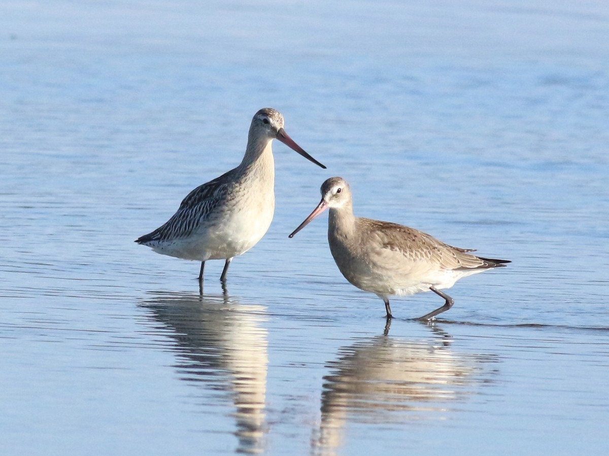 břehouš rudý - ML643955802