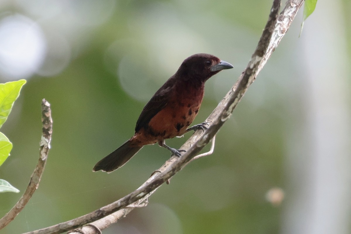 ギンバシベニフウキンチョウ - ML643955810