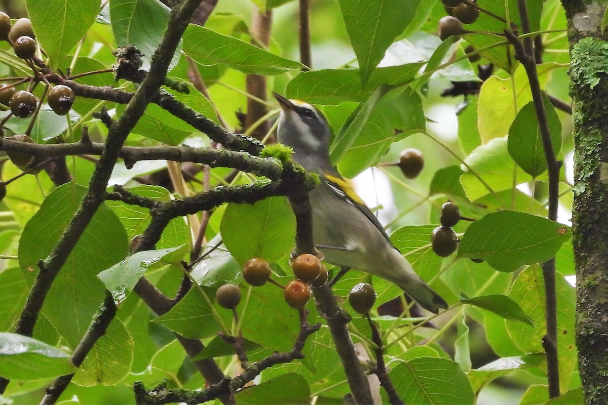 Golden-winged Warbler - ML643955820