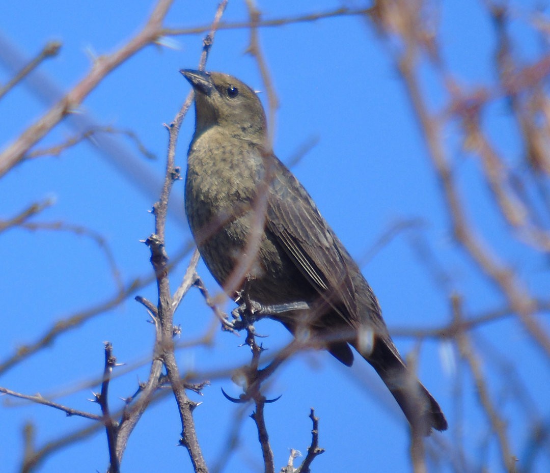 Chestnut-capped Blackbird - ML643955831