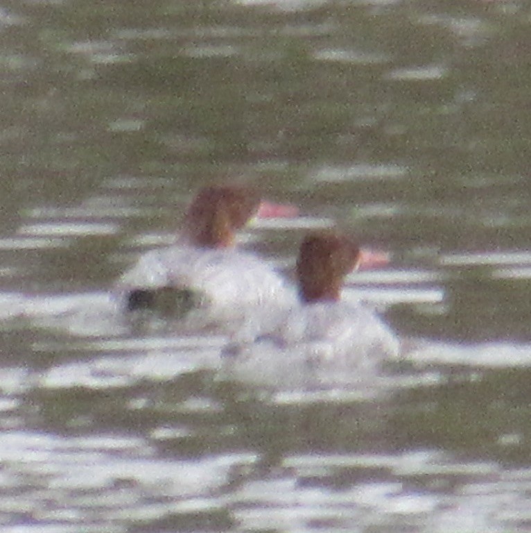 Common Merganser - ML643955832