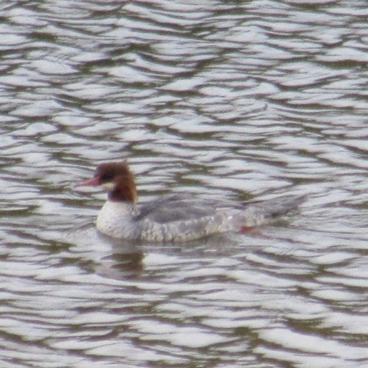 Common Merganser - ML643955833