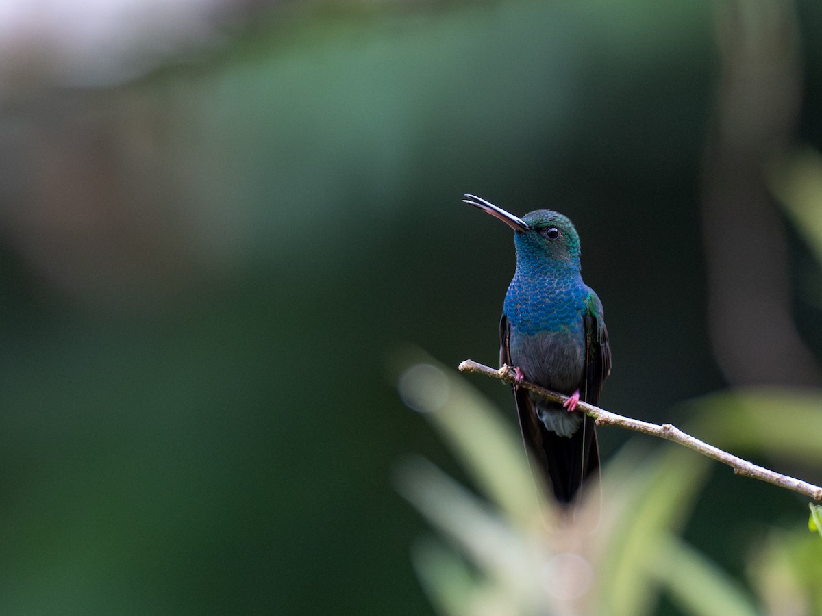 Bronze-tailed Plumeleteer - ML643955835